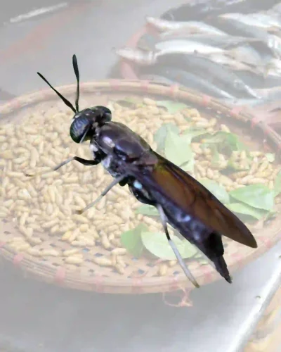 horeka-lalat-bsf Lalat Maggot BSF, solusi maggot BSF limbah dapur Jakarta